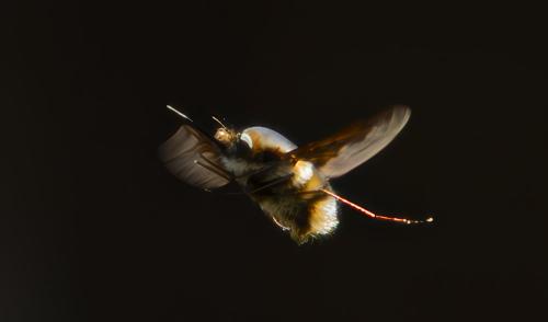 Bombylius major